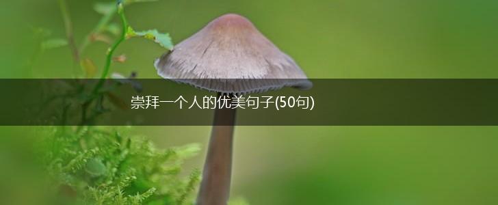 崇拜一个人的优美句子(50句),第1张