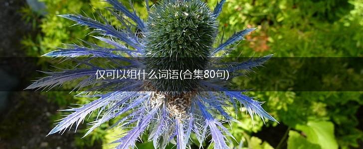 仅可以组什么词语(合集80句),第1张