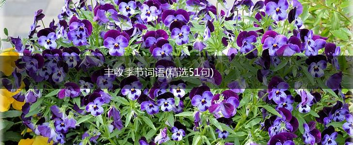 丰收季节词语(精选51句),第1张