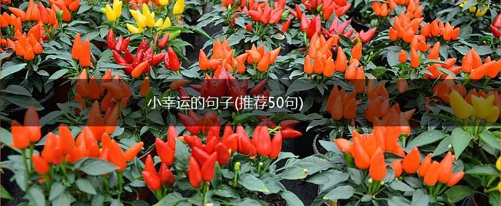 小幸运的句子(推荐50句),第1张