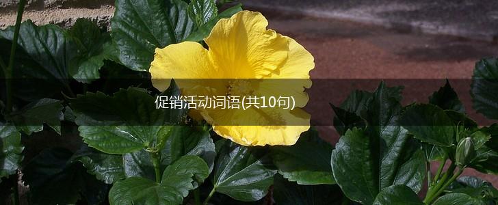 促销活动词语(共10句),第1张