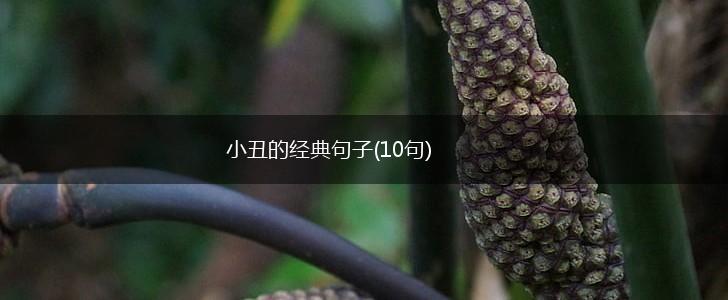 小丑的经典句子(10句),第1张