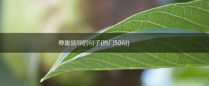 尊重领导的句子(热门50句),第1张