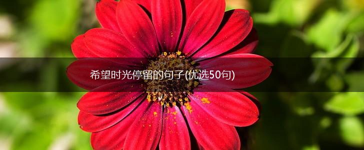 希望时光停留的句子(优选50句),第1张