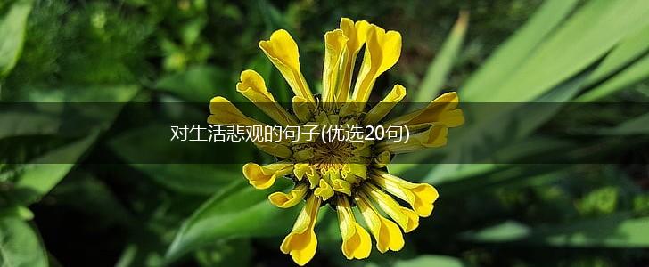 对生活悲观的句子(优选20句),第1张