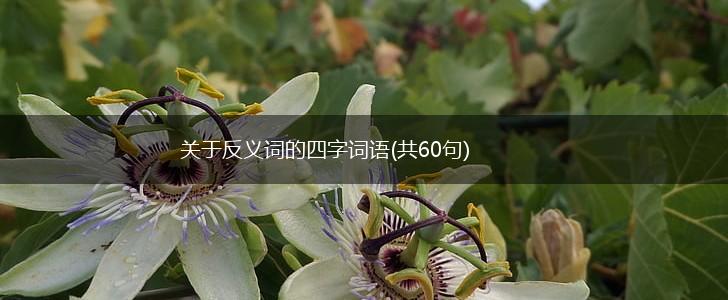 关于反义词的四字词语(共60句),第1张