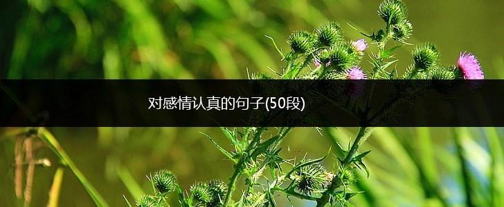 对感情认真的句子(50段),第1张