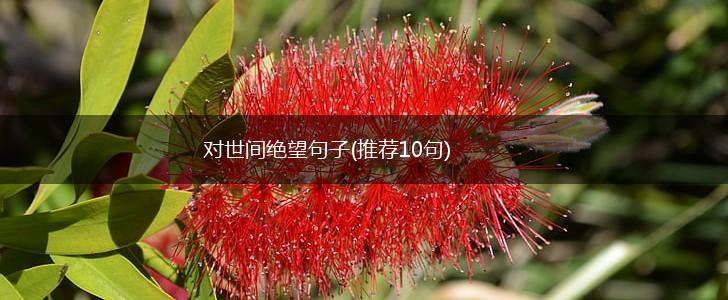 对世间绝望句子(推荐10句),第1张