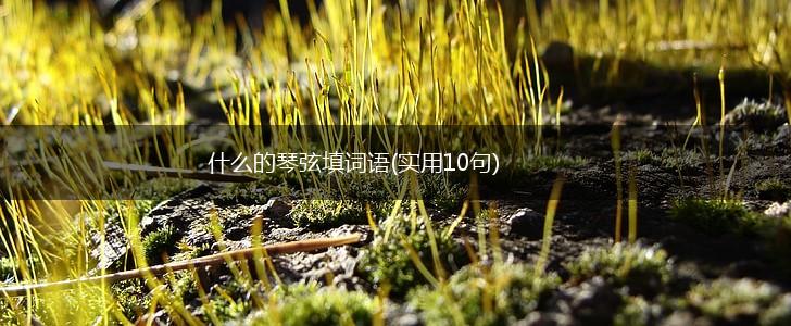 什么的琴弦填词语(实用10句),第1张