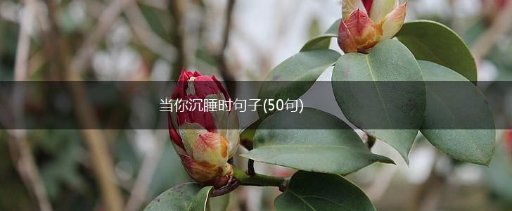 当你沉睡时句子(50句),第1张