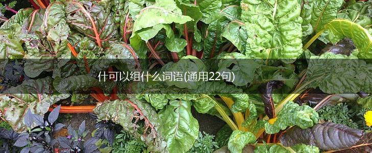 什可以组什么词语(通用22句),第1张