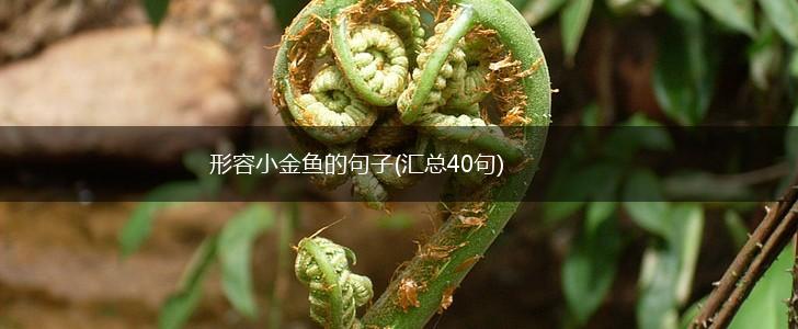 形容小金鱼的句子(汇总40句),第1张