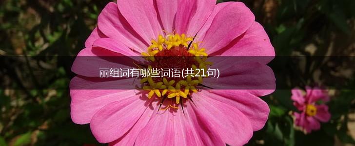 丽组词有哪些词语(共21句),第1张