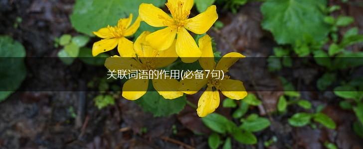 关联词语的作用(必备7句),第1张