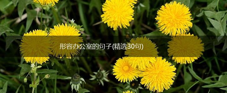 形容办公室的句子(精选30句),第1张