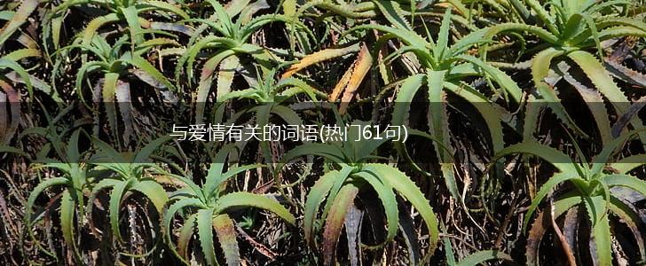 与爱情有关的词语(热门61句),第1张