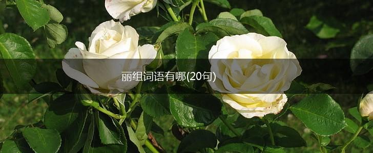 丽组词语有哪(20句),第1张