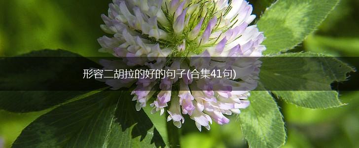 形容二胡拉的好的句子(合集41句),第1张