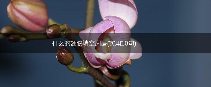什么的翅膀填空词语(实用10句),第1张