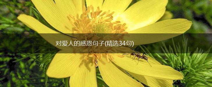 对爱人的感恩句子(精选34句),第1张