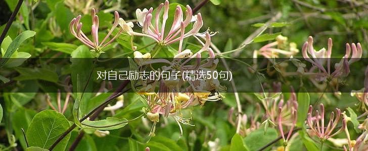 对自己励志的句子(精选50句),第1张