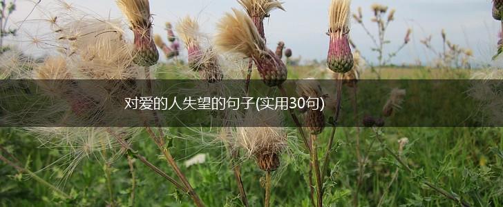 对爱的人失望的句子(实用30句),第1张