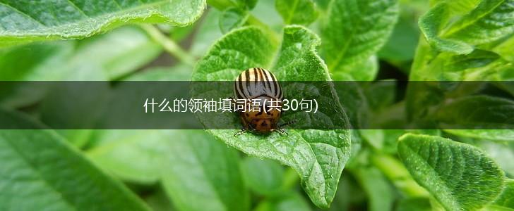 什么的领袖填词语(共30句),第1张
