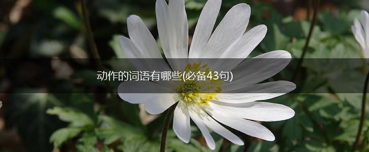 动作的词语有哪些(必备43句),第1张