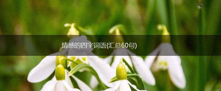 情感的四字词语(汇总60句),第1张