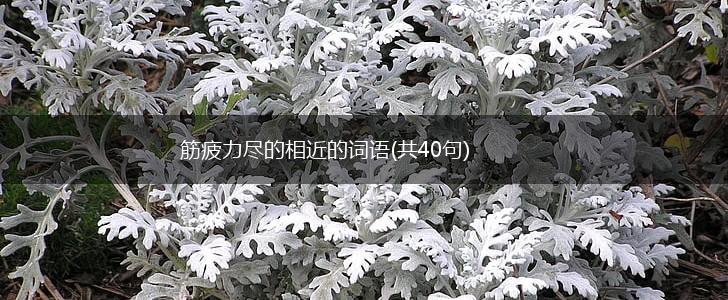 筋疲力尽的相近的词语(共40句),第1张