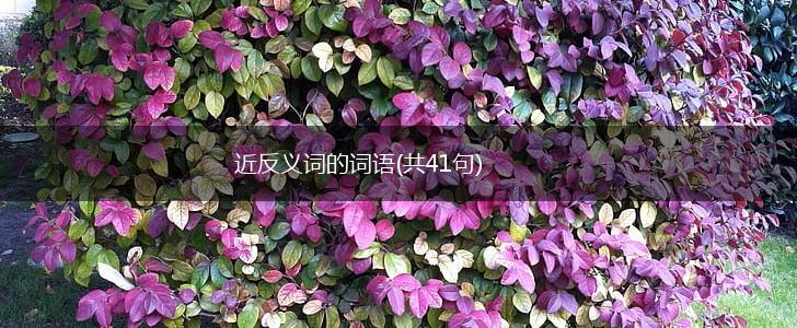 近反义词的词语(共41句),第1张