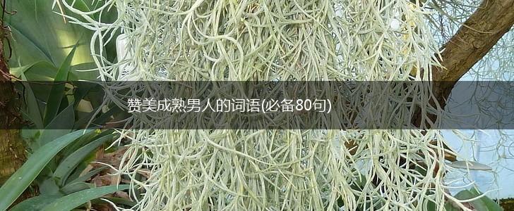 赞美成熟男人的词语(必备80句),第1张
