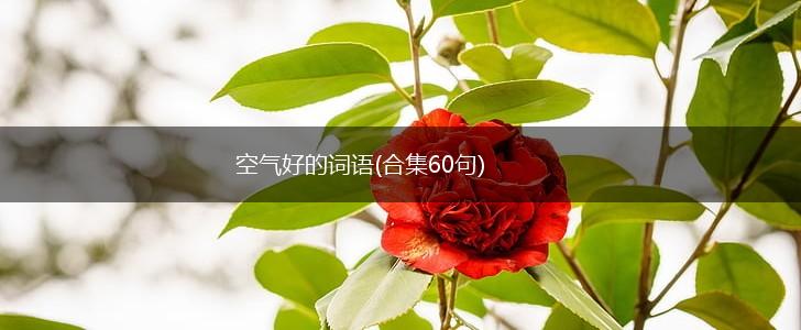 空气好的词语(合集60句),第1张