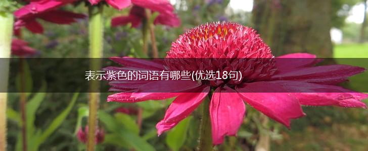 表示紫色的词语有哪些(优选18句),第1张
