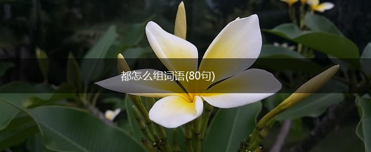 都怎么组词语(80句),第1张