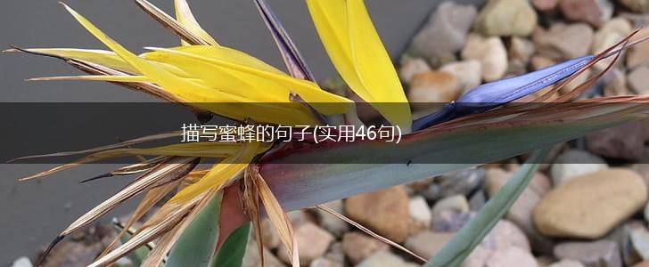 描写蜜蜂的句子(实用46句),第1张