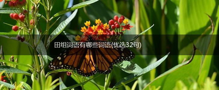 田组词语有哪些词语(优选32句),第1张