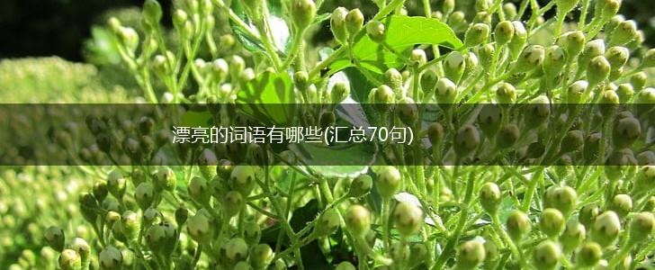 漂亮的词语有哪些(汇总70句),第1张