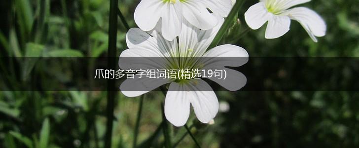 爪的多音字组词语(精选19句),第1张