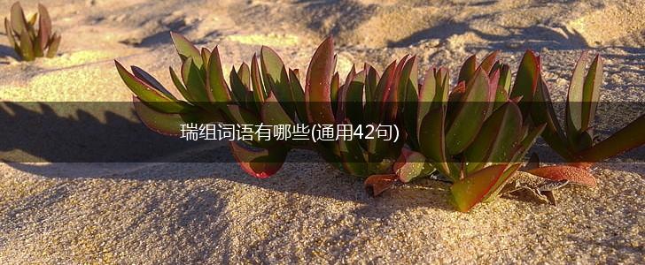 瑞组词语有哪些(通用42句),第1张