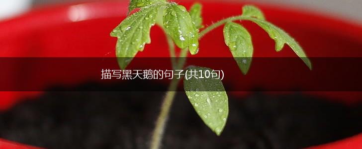 描写黑天鹅的句子(共10句),第1张