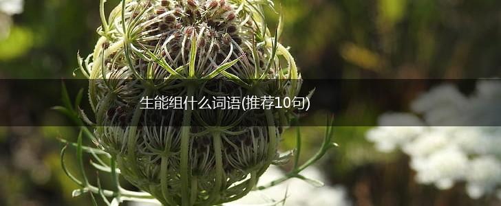 生能组什么词语(推荐10句),第1张