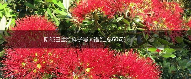 皑皑白雪照样子写词语(汇总60句),第1张