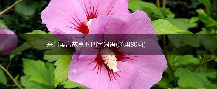 来自寓言故事的四字词语(通用80句),第1张