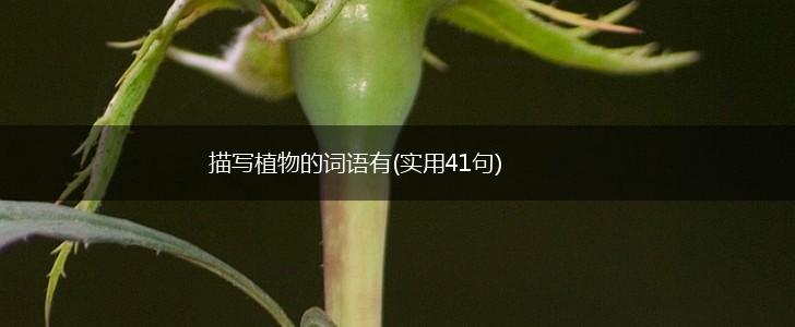 描写植物的词语有(实用41句),第1张
