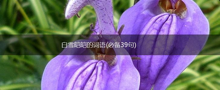 白雪皑皑的词语(必备39句),第1张