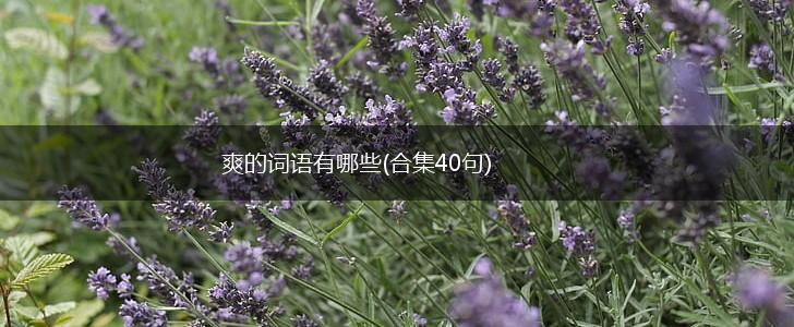 爽的词语有哪些(合集40句),第1张