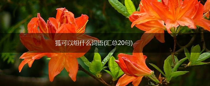 狐可以组什么词语(汇总20句),第1张