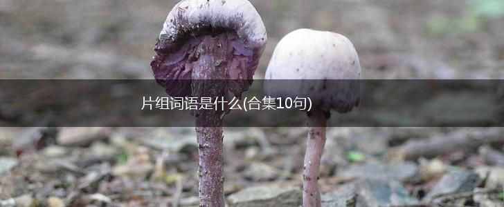 片组词语是什么(合集10句),第1张