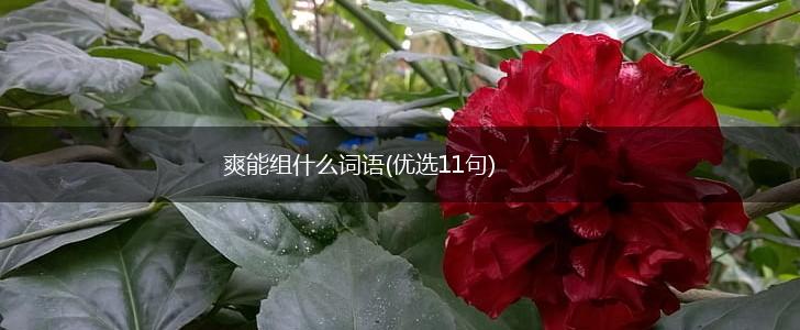 爽能组什么词语(优选11句),第1张